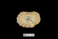 藏品(網目松螺)的圖片